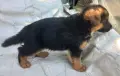 немски овчарки на 2 месеца, снимка 9