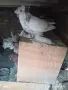 Продавам Гълъби Демкежи, снимка 3