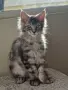 котенца Мейн Куун, снимка 3