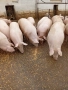 Продавам прасета 100/110 кг., снимка 1