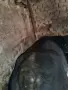 женско теле 11 месеца , снимка 3