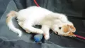 Подарявам малки котенца на три месеца, снимка 4