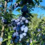 0,35 €/кг. за добре узрели сливи "Стенлей" за ракия от градина в Шумен без посредник, 0888113118, снимка 3
