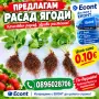 предлагаме целогодишен расад ягоди, снимка 1
