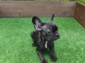 Френски булдог , снимка 5