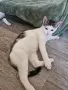 Братче и сестриче търсят любящ дом!, снимка 14