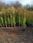 туя фастигията 1 метър цена 5лева , снимка 3