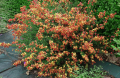 Цитисус (2-цвята), снимка 1 - Градински цветя и растения - 44727664