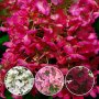 3 вида Хортензия paniculata - червена бяла и розова, снимка 7