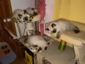 Котета Регдол /  Ragdoll, снимка 6