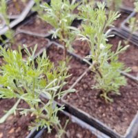 Храстовиден пелин (Artemisia abrotanum) - Лечебен, снимка 3 - Разсади - 40384087