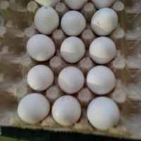 яйца за разплод или консумация, снимка 1 - Кокошки и пуйки - 44533141