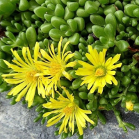 Делосперма 5 цвята , снимка 1 - Градински цветя и растения - 44407392