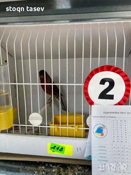 Канари цветни и къдрави, снимка 1