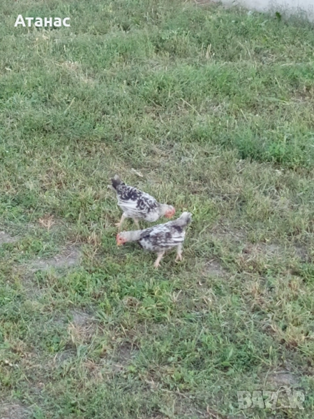  Декоративни петлета, снимка 1