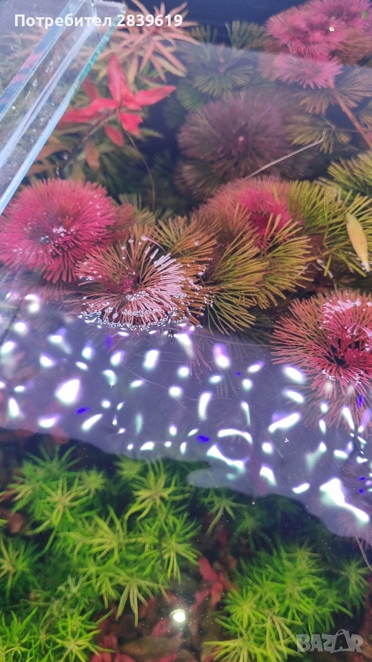Аквариумни растения , снимка 1
