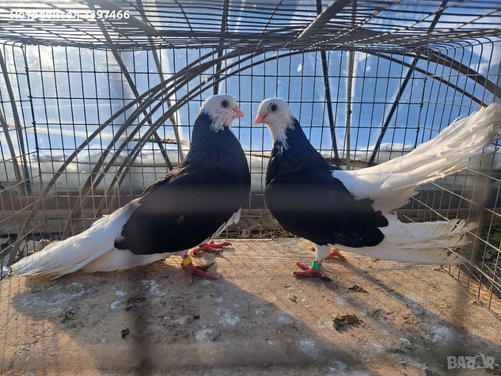 Белослатински преметач, снимка 1