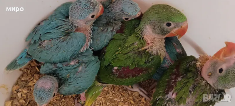 Бебета Малък Александър - ръчно хранени!, снимка 1