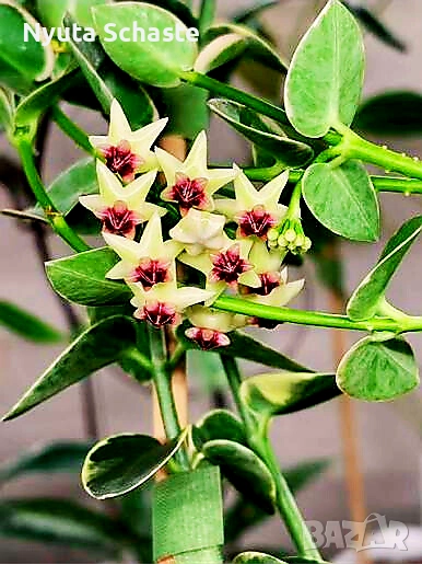 Хоя .Hoya cumingiana alba , снимка 1