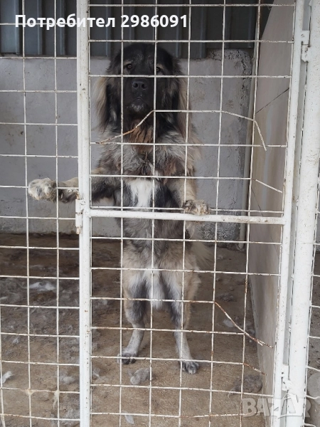 кавказка овчарка , снимка 1
