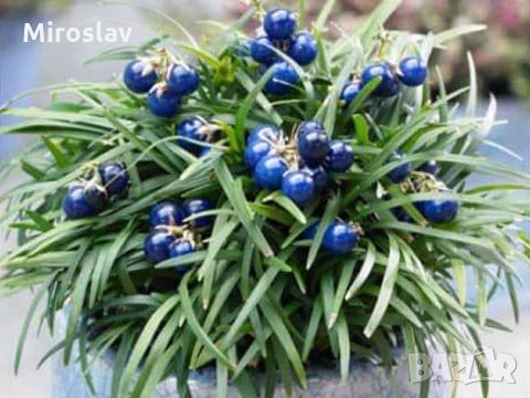 Японска Момина сълза-(Офиопогон), снимка 1