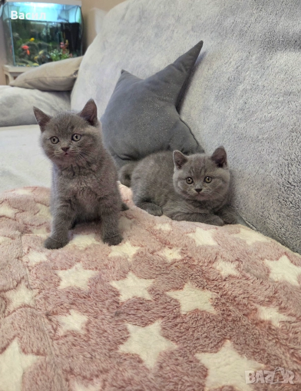 Продавам британски късокосмести котета, снимка 1