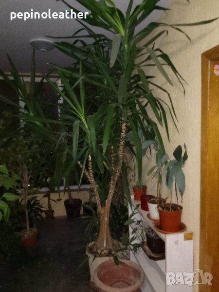 Палма ЮКА Стайна 2 броя - 3 м / 2.5 м, снимка 1