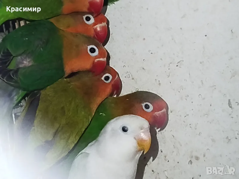 различни видове птици , снимка 1