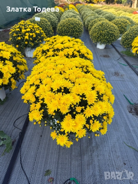 Кълбовидна Хризантема, снимка 1