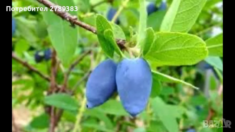 Майска боровинка , снимка 1