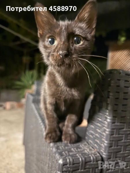 Подарявам котета!!!, снимка 1