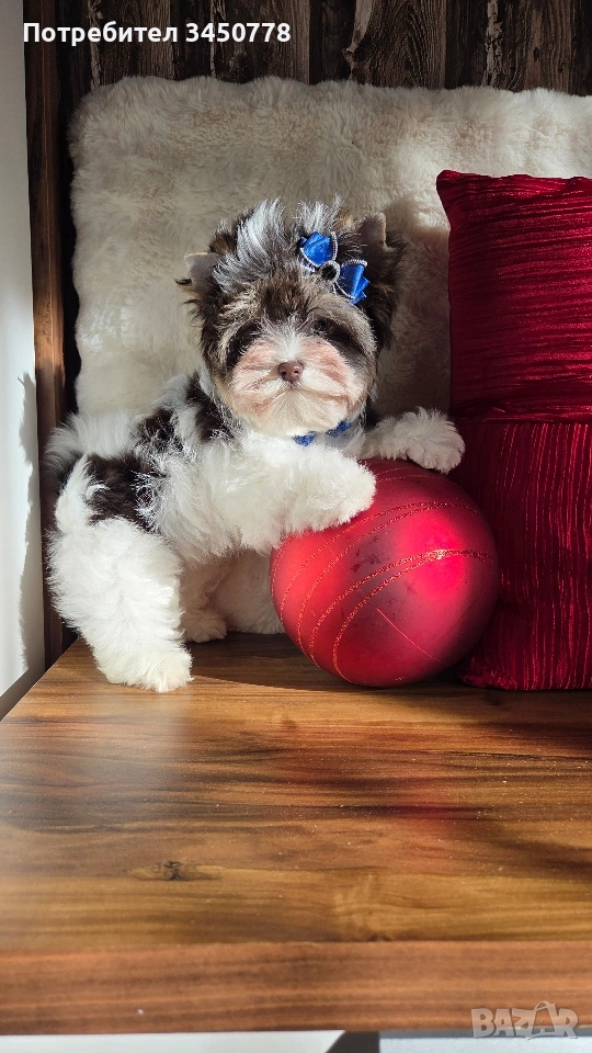 мини йоркшир момче, снимка 1