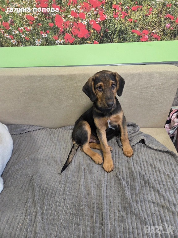 Търся стопани на кученца, снимка 1