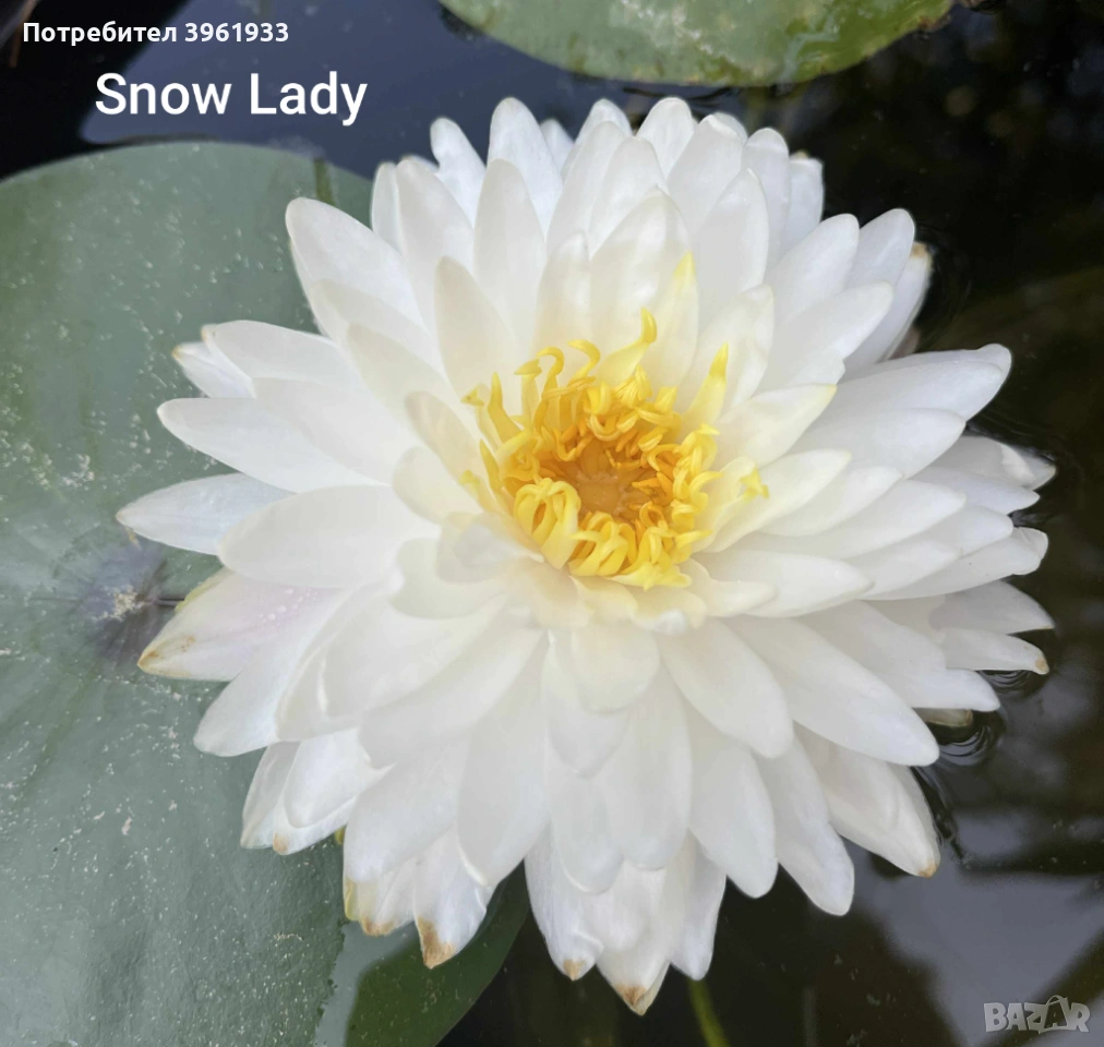 Продавам сортови Водни лилии , снимка 1
