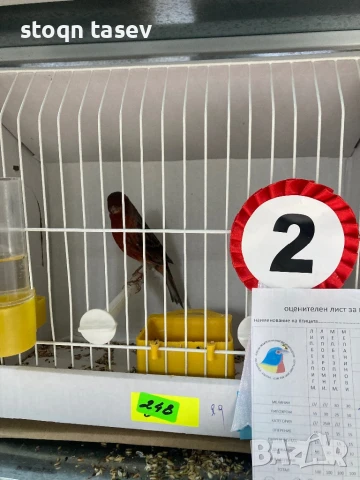 Канари цветни и къдрави