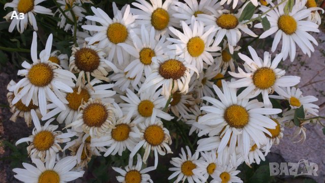 Продавам цветя Градинска маргарита – бяла и жълта, разсад, снимка 2 - Разсади - 44297106