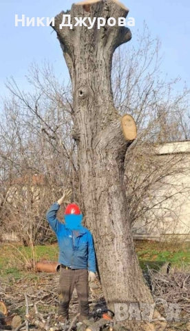 Орехов материал, снимка 5 - Дърводелски услуги - 52714678