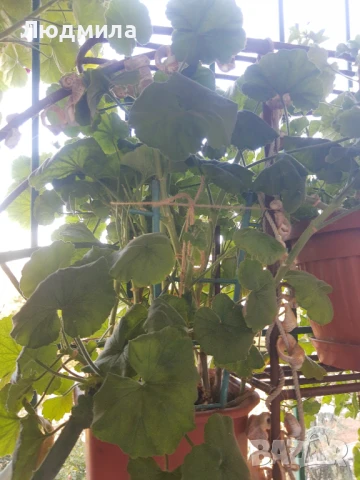 Мушкато,големи,отгледани ОСТАНАЛИ 9бр.ДОГОВАРЯНЕ., снимка 8 - Стайни растения - 51304792