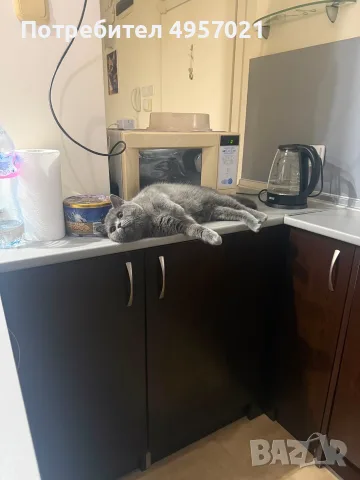 Британска котка, снимка 3 - Британска късокосместа - 56185018