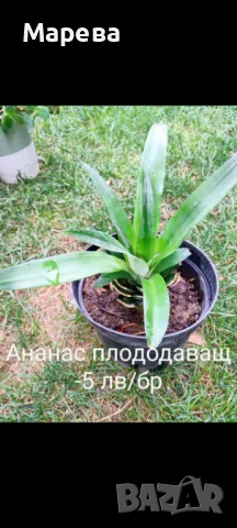 Цветя микс,външни основно и някои вътрешни. Цени на снимки , снимка 4 - Други - 47358248