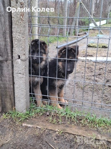 развъдник за немски овчарки , снимка 4 - Немска овчарка - 53292721