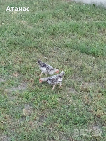  Декоративни петлета