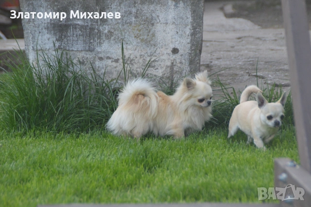 Чихуахуа/ Разплод , снимка 2 - Търси партньор - 54267448