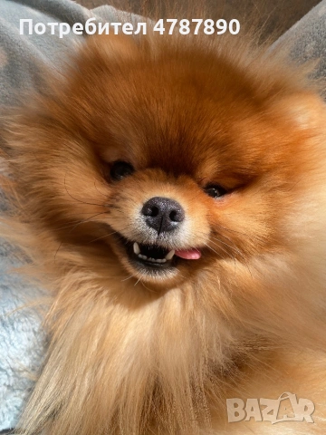 Мъжки померан за разплод! С доказано родословие!