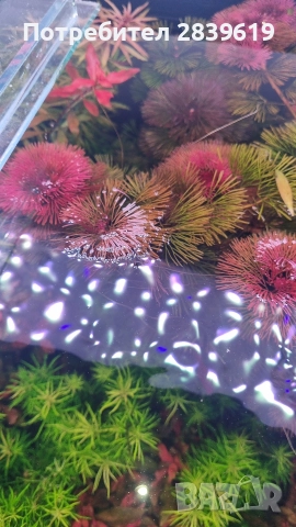 Аквариумни растения 