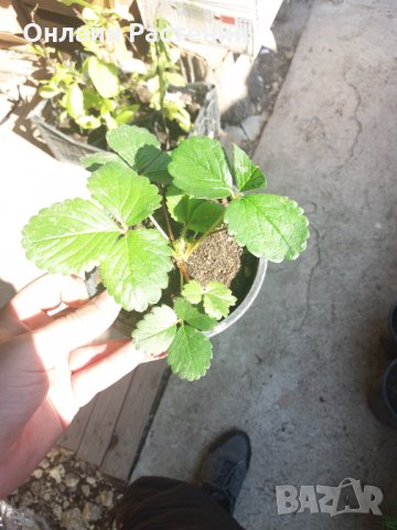 Ягода Fragaria x ananassa Toscana F 1. - Ягода тоскана  Студоустойчива, каскадна и целогодишна, снимка 4 - Градински цветя и растения - 29115790