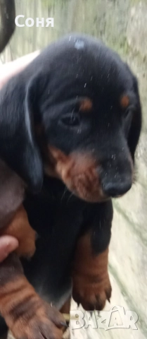 Дакели , снимка 9 - Дакели - 52281660