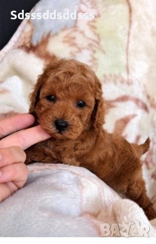 продавам той пудел, снимка 4 - Пудели - 52961870