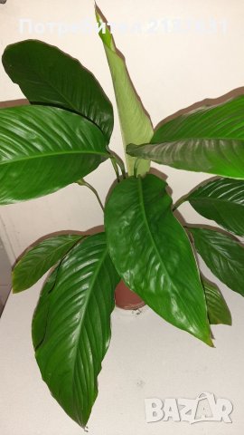 РАЗКОШЕН  СПАТИФИЛУМ , снимка 2 - Стайни растения - 34523356