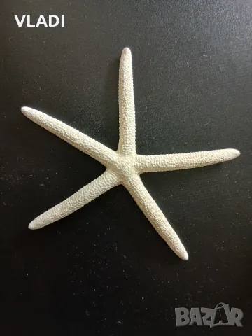 Морска звезда